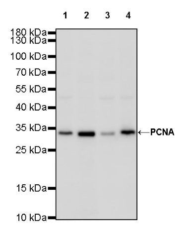 PCNA Recombinant Rabbit mAb (SDT-297-116)