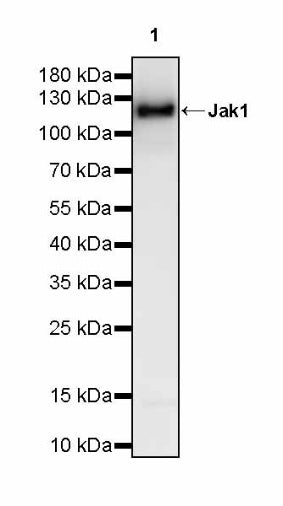 Jak1 Recombinant Rabbit mAb (S-4201)
