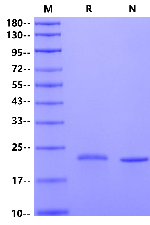 IL-6 Protein, Mouse