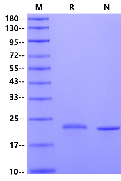 IL-6 Protein, Mouse