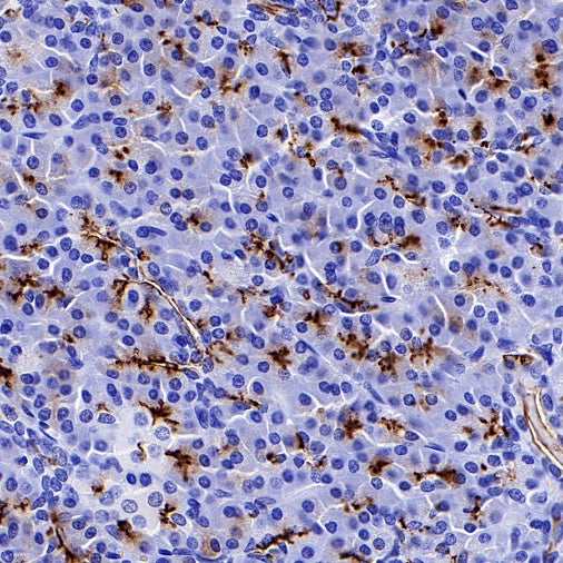 S-RMab® MUC1/EMA Recombinant Rabbit mAb (SDT-776-49)