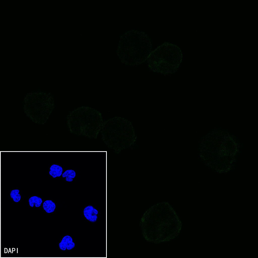 S-RMab® PD-1 Recombinant Mouse mAb,PBS Only (SDT-R143)