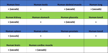 TAGLN/Transgelin Recombinant Rabbit mAb (S-1715-59)