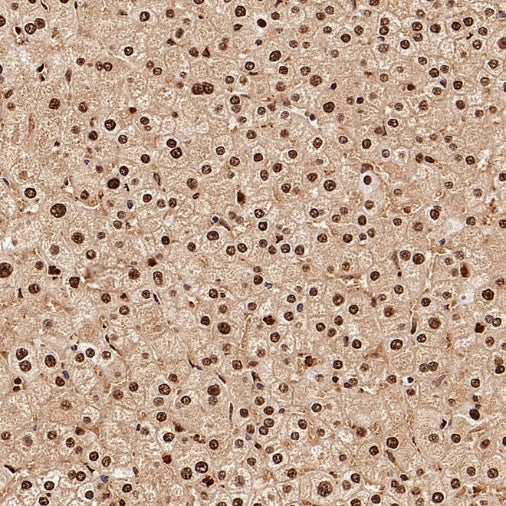 GAPDH Recombinant Mouse mAb (S-4721)