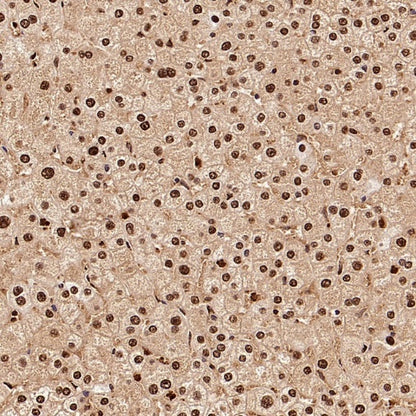 GAPDH Recombinant Mouse mAb (S-4721)
