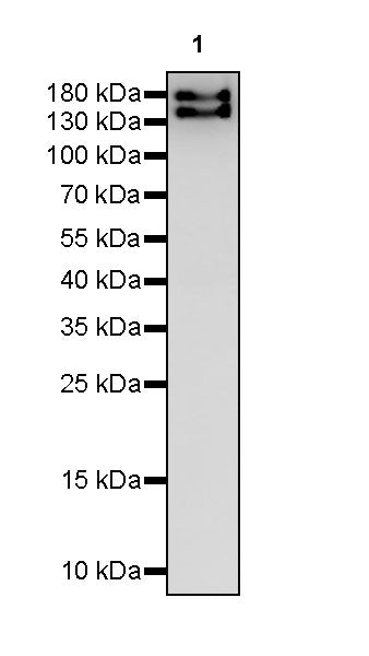 Thrombospondin 1 Recombinant Rabbit mAb (S-4153-22)