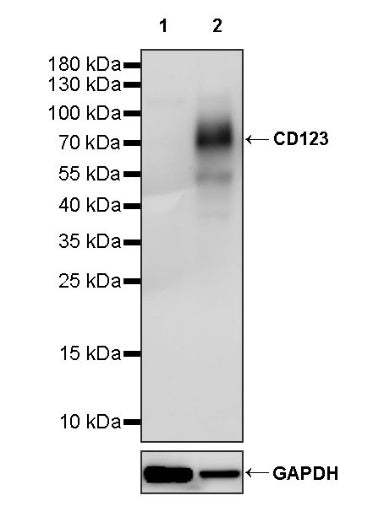 CD123 Recombinant Rabbit mAb (S-1592-12)