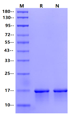 FGF-basic Protein, Bovine
