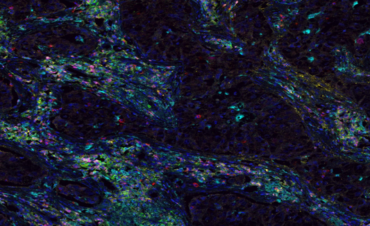 Absin 7-Color IHC Kit (Anti-Rabbit&mouse Secondary Antibody)