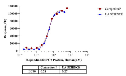 R-Spondin2/RSPO2 Protein, Human