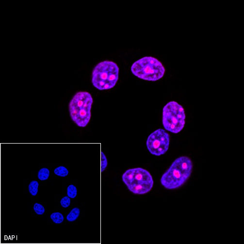 Goat Anti-Rabbit IgG (H+L) (min X Hu Sr Prot) (TRITC Conjugate)