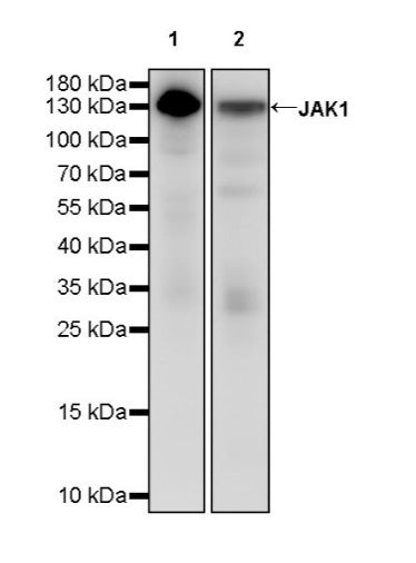 JAK1 Recombinant Rabbit mAb (S-1819-142)
