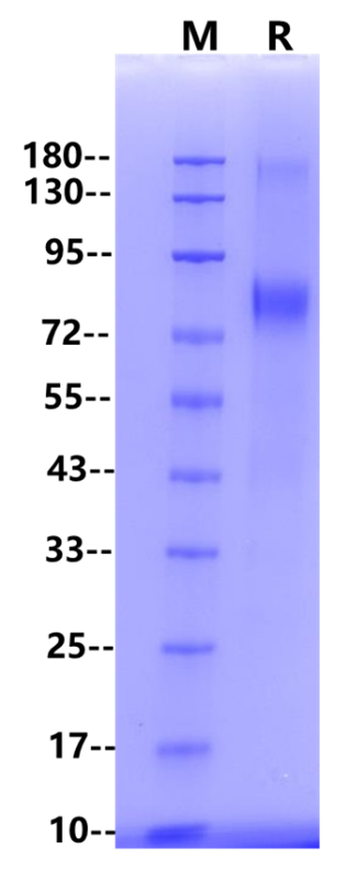 FITC-Labeled CD19 Fc Chimera Protein, Human