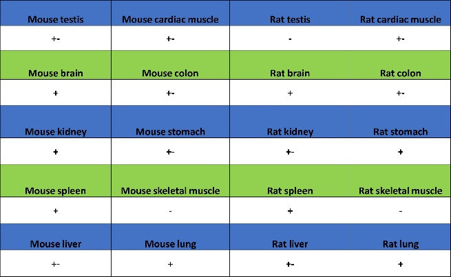 Rac1/2/3 Recombinant Rabbit mAb (S-2720-10)