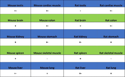 Rac1/2/3 Recombinant Rabbit mAb (S-2720-10)