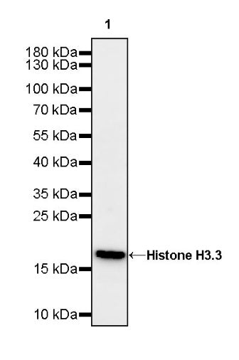 Histone H3.3 Recombinant Rabbit mAb (S-3883)