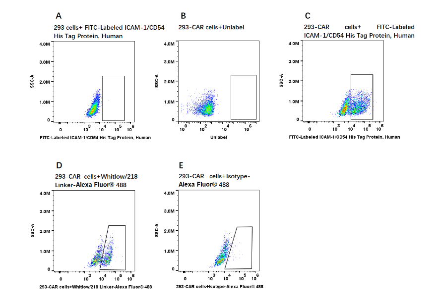 FITC-Labeled ICAM-1/CD54 His Tag Protein, Human