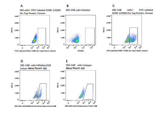 FITC-Labeled ICAM-1/CD54 His Tag Protein, Human