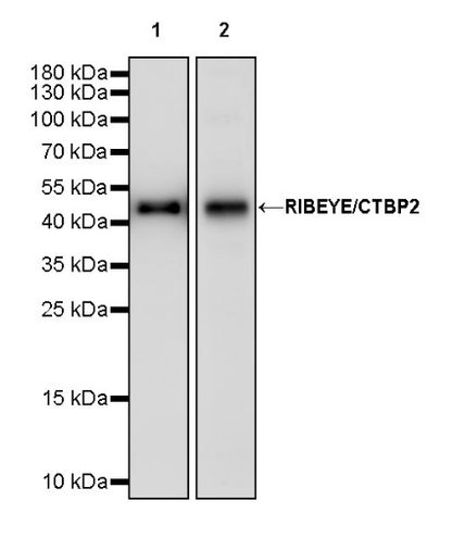 RIBEYE/CTBP2 Rabbit Polyclonal Antibody