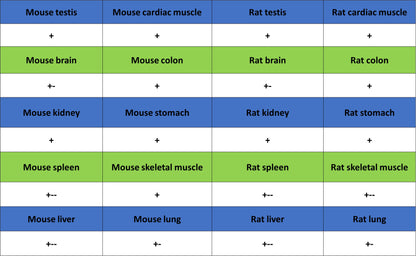 TOM20 Recombinant Rabbit mAb (S-M0015)