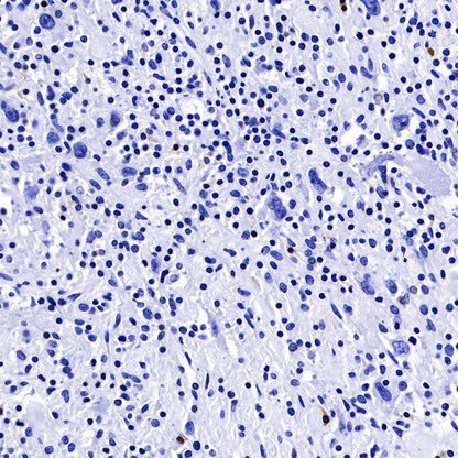 BOB-1 Recombinant Rabbit mAb (SDT-263-55)