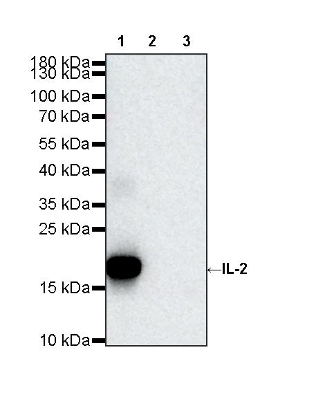 Invivo anti-Mouse IL-2 Recombinant mAb