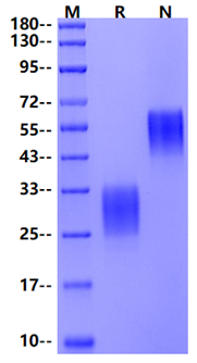 PlGF-2/PLGF/PGF Protein, Mouse