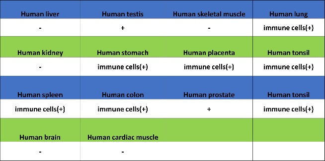 PKC delta Recombinant Rabbit mAb (S-2611-39)