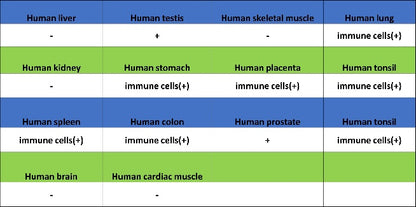 PKC delta Recombinant Rabbit mAb (S-2611-39)
