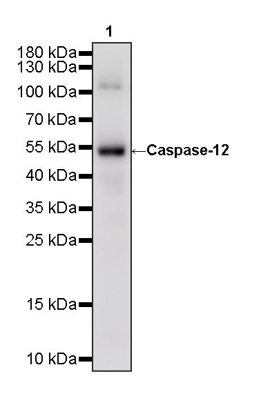 Caspase-12 Recombinant Rabbit mAb