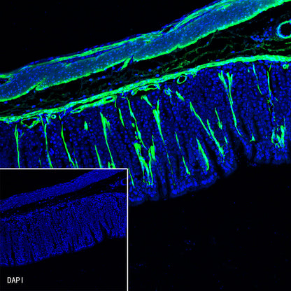 alpha smooth muscle Actin Recombinant Rabbit mAb (FITC Conjugate) (SDT-132-63)