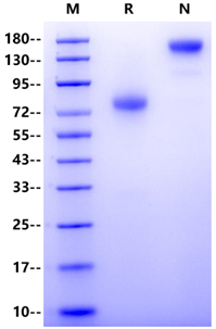 IL-15R alpha/CD215 Fc Chimera Protein, Human