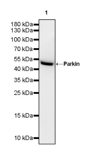 Parkin Rabbit Polyclonal Antibody