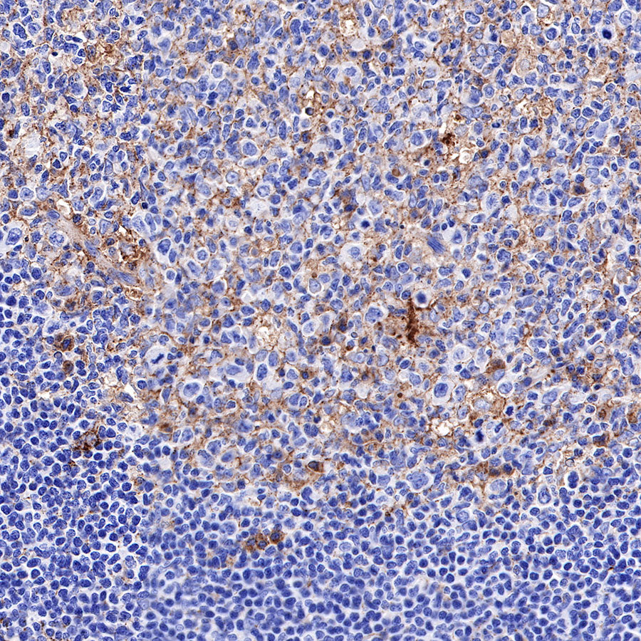 CD63 Recombinant Rabbit mAb,PBS Only (SDT-230-3)