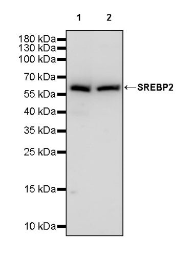 SREBP2 Recombinant Rabbit mAb (S-2701-1)