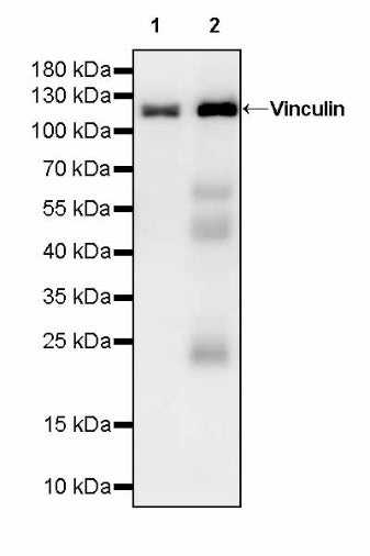 Vinculin Recombinant Mouse mAb (S-916-217)