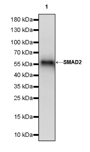 SMAD2 Recombinant Rabbit mAb (S-1521-177)