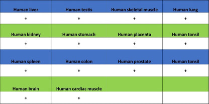 LDHB Rabbit Polyclonal Antibody
