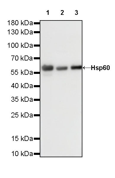 HSP60 Recombinant Rabbit mAb (SDT-076-6)