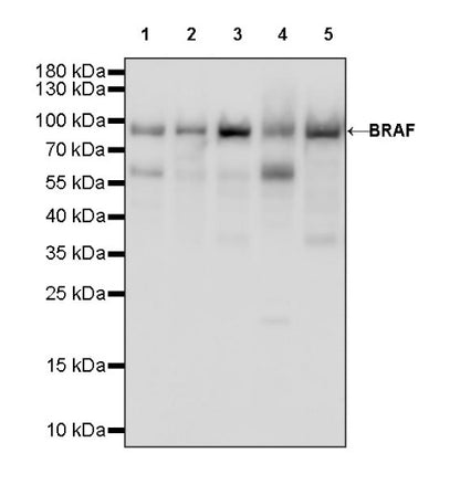 BRAF Recombinant Rabbit mAb (S-1328-60)