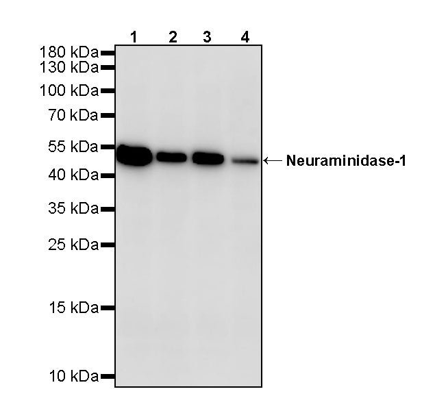 Neuraminidase-1 Recombinant Rabbit mAb (S-4004-109)