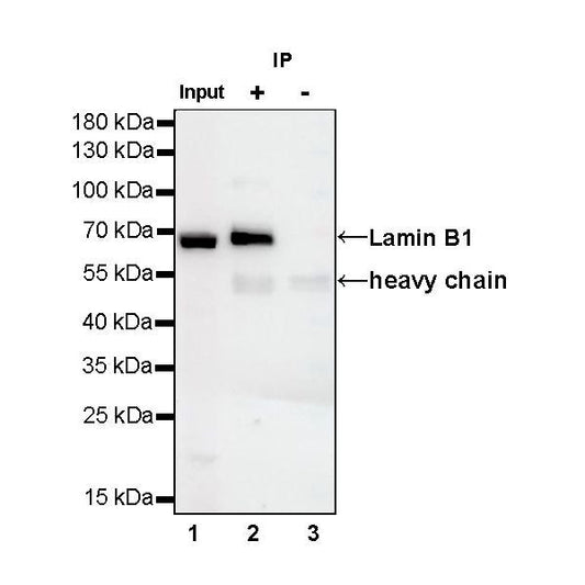 Product image media
