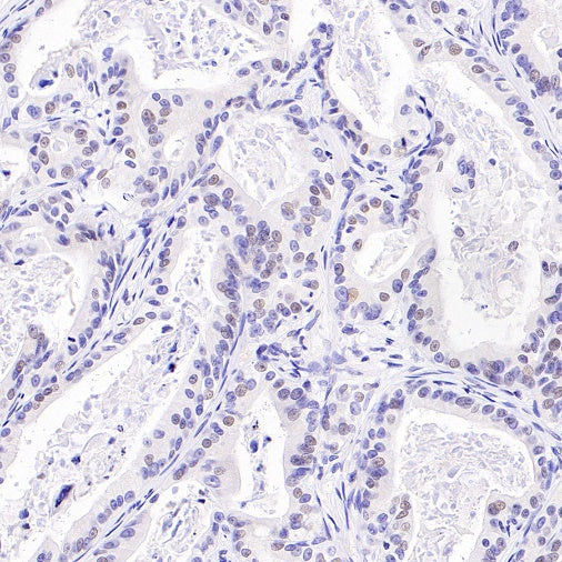 Histone H3 (acetyl K4) Recombinant Rabbit mAb (S-848-137)