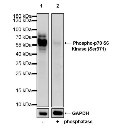 Phospho-p70 S6 Kinase (Ser371) Recombinant Rabbit mAb (S-1239-6)