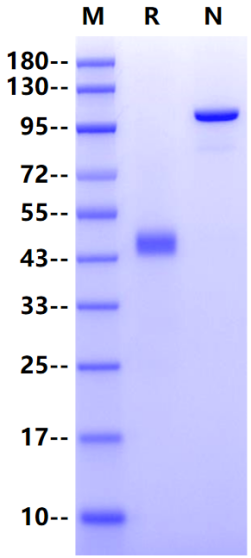 CD7 Ligand/SECTM1 Fc Chimera Protein, Human