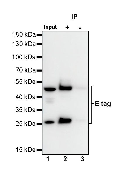 E tag Recombinant Rabbit mAb (S-911-14)
