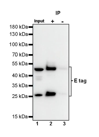 E tag Recombinant Rabbit mAb (S-911-14)