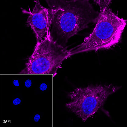β-actin Recombinant Rabbit mAb (Cy5 Conjugate) (SDT-R156)