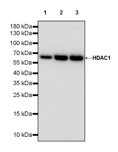HDAC1 Recombinant Rabbit mAb (HRP Conjugate) (SDT-310-72)