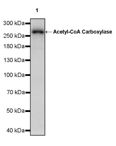 Acetyl-CoA Carboxylase Rabbit Polyclonal Antibody